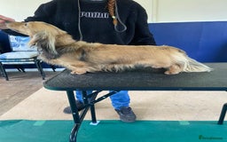 Miniature Dachshund dogs for sale: Kc. Reg. Shaded Cream Miniature Longhaired Boy - Image 2