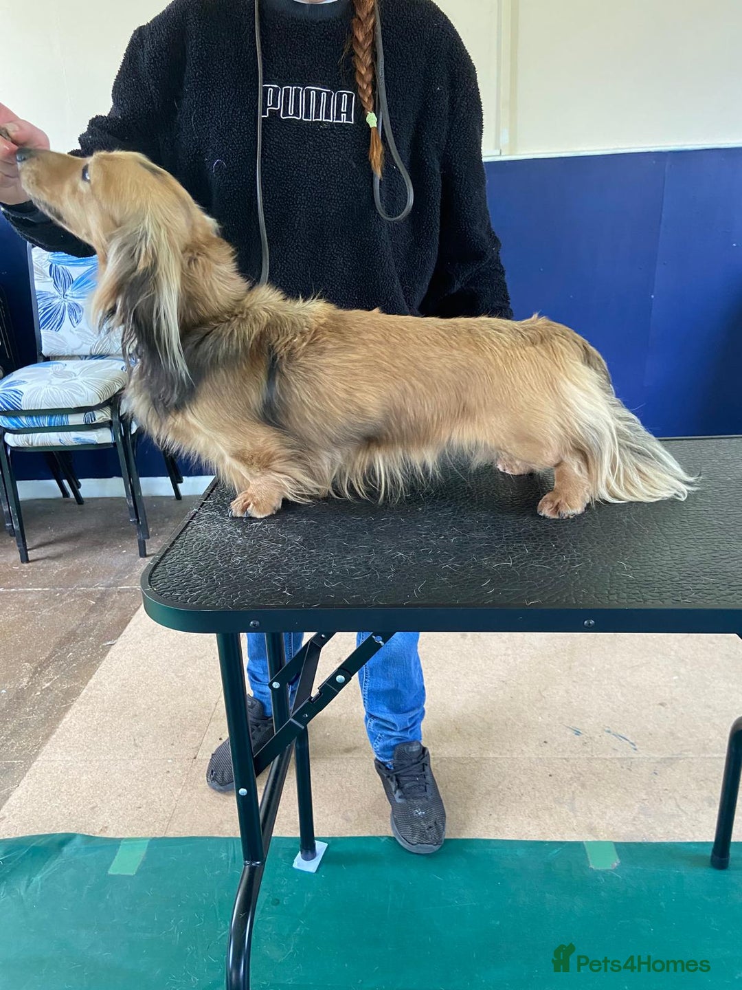 Miniature Dachshund dogs for sale: Kc. Reg. Shaded Cream Miniature Longhaired Boy - Image 2