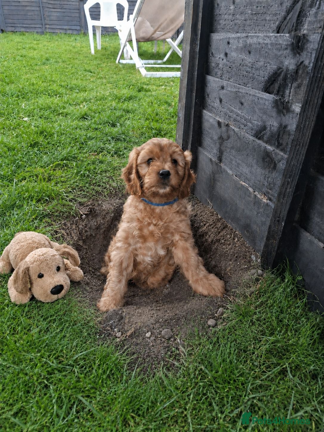 Cavapoo dogs  F1 Cavapoo Boys Available ready now 💚 - Advert 2