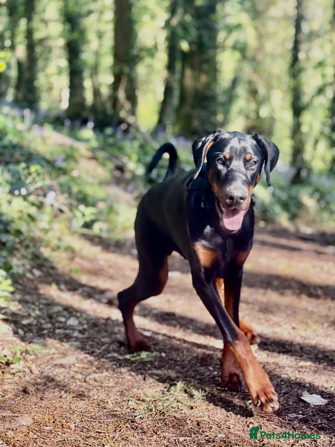 Dobermann dogs for sale: Fully Trained, KC registered Doberman - Advert 12
