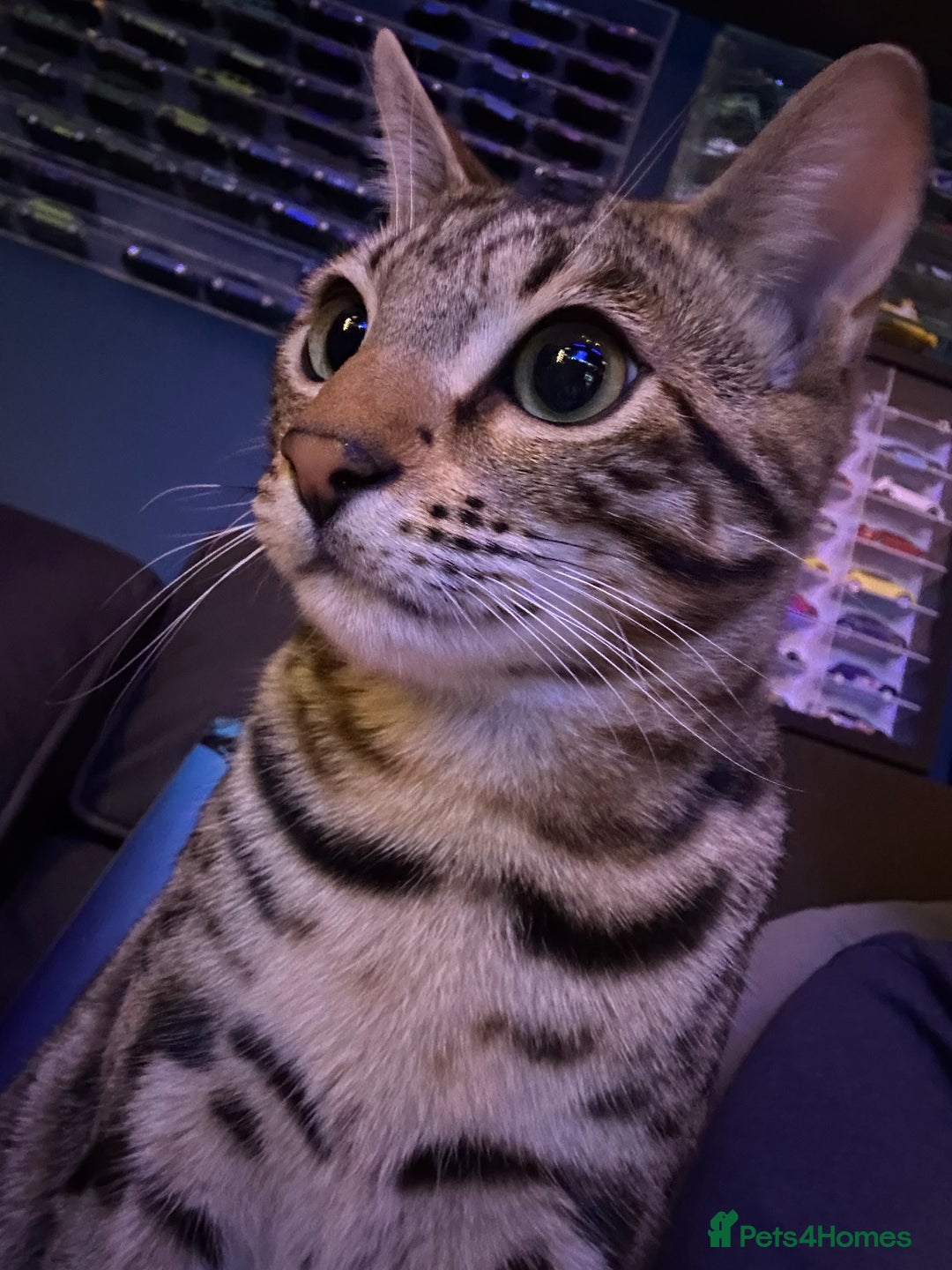 Bengal cats for sale: 2 Bengals Boy Brothers 11 Months Old - Advert 17