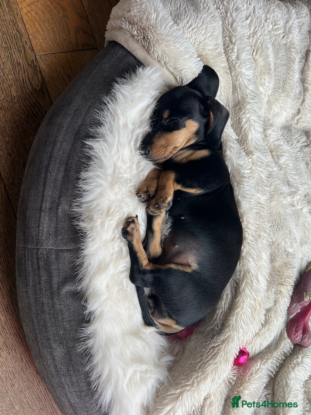 Miniature Dachshund dogs for sale: KC Miniature Dachshund - Image 3