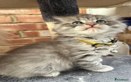 Scottish Fold cats for sale: Stunningly beautiful Scottish Fold x Ragdoll  - Image 20