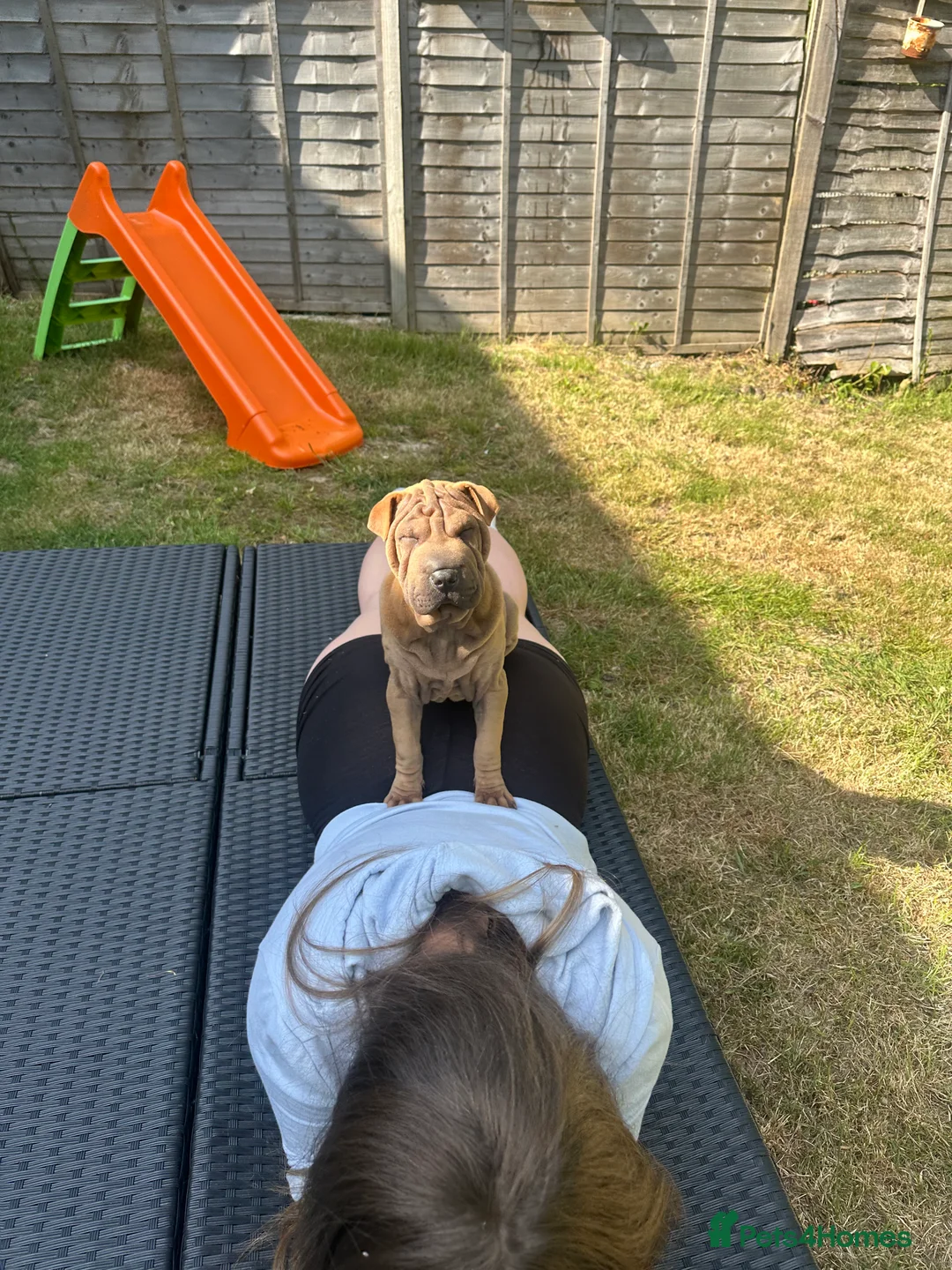 Shar Pei dogs for sale: Shar pei female - Advert 5