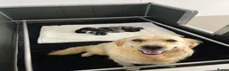 Mixed Breed dogs for sale: Golden Retriever x Australian Shepherd Puppies - Advert 1