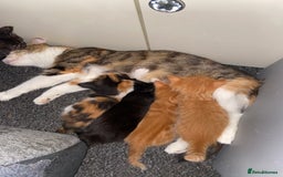 British Shorthair cats for sale: 5 Beautiful Kittens - Image 8