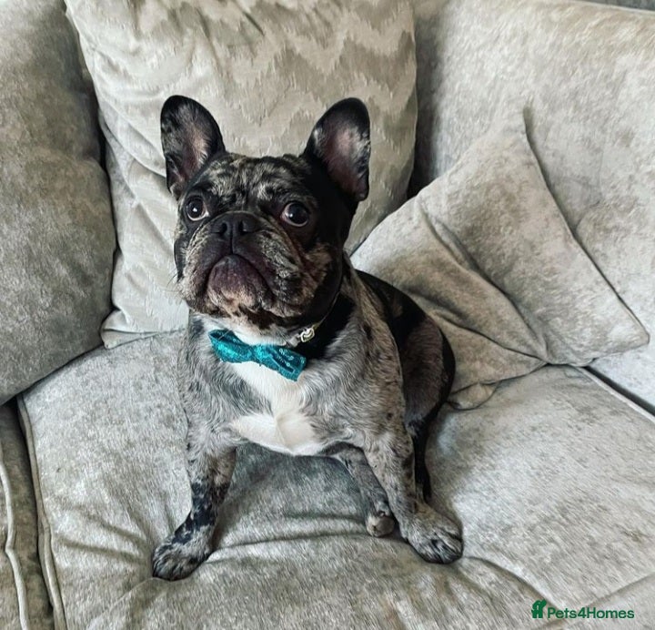 French Bulldog dogs Proven French bulldog Merle stud in Liverpool - Advert 14