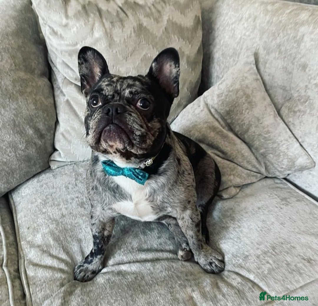 French Bulldog dogs for stud: Proven French bulldog Merle stud in Liverpool - Advert 1