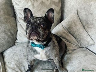 French Bulldog dogs Proven French bulldog Merle stud in Liverpool - Advert 22