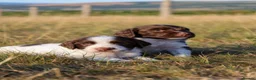 English Springer Spaniel dogs for sale: English springer spaniel  - Advert 19