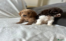 Cockapoo dogs for sale: beautiful toy cockapoo - Image 13