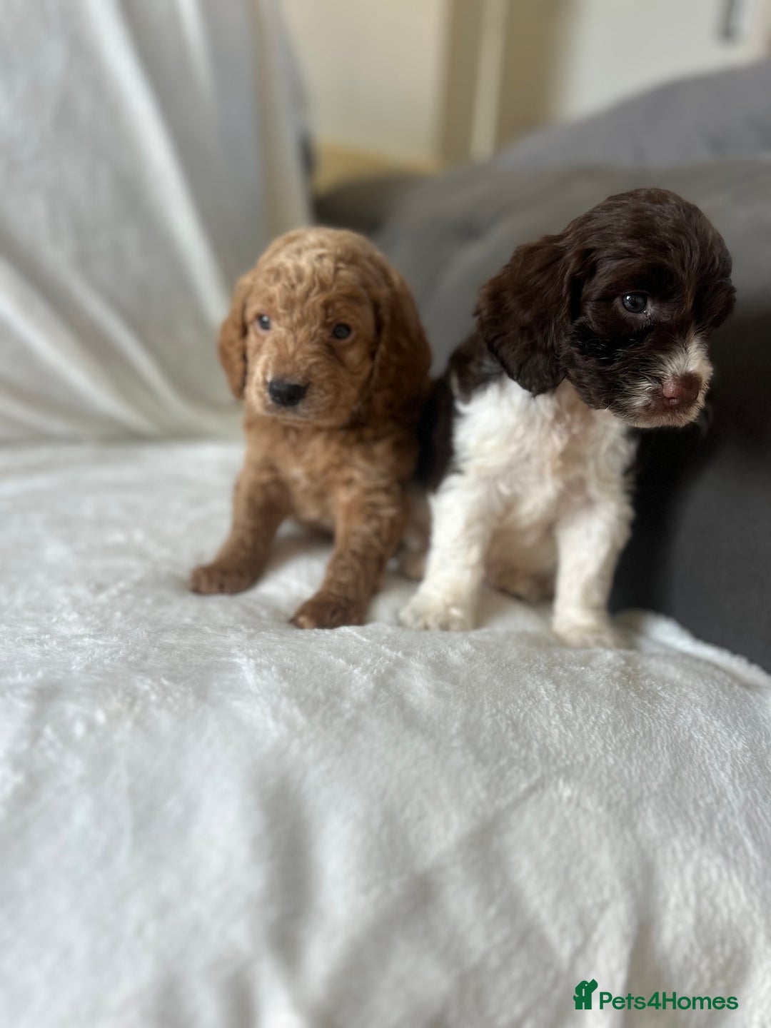 Cockapoo dogs for sale: beautiful toy cockapoo - Image 13