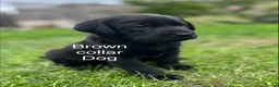 Labrador Retriever dogs for sale: Labrador puppies - Advert 4