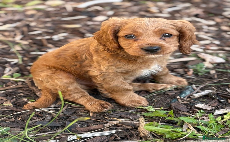 Cavapoo dogs - Advert 1