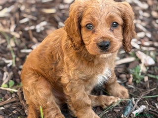 Cavapoo dogs - Advert 1