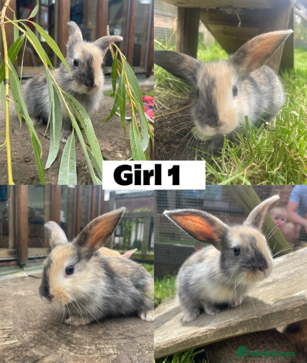 Mixed Breed rabbits for sale: 8 Mini Lop Cross Babies in Bedford - Advert 1