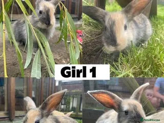 Mixed Breed rabbits 8 Mini Lop Cross Babies - Advert 2