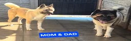 Akita dogs for sale: AMERICAN AKITA FEMALE (LAST ONE) - Advert 7