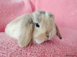 Mini Lop rabbits Baby mini lops for sale - Advert 15