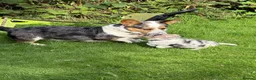 Welsh Corgi Cardigan dogs for sale: 🐶 3 pups left 🐶 Cardigan Corgi puppies 🐾 - Advert 9
