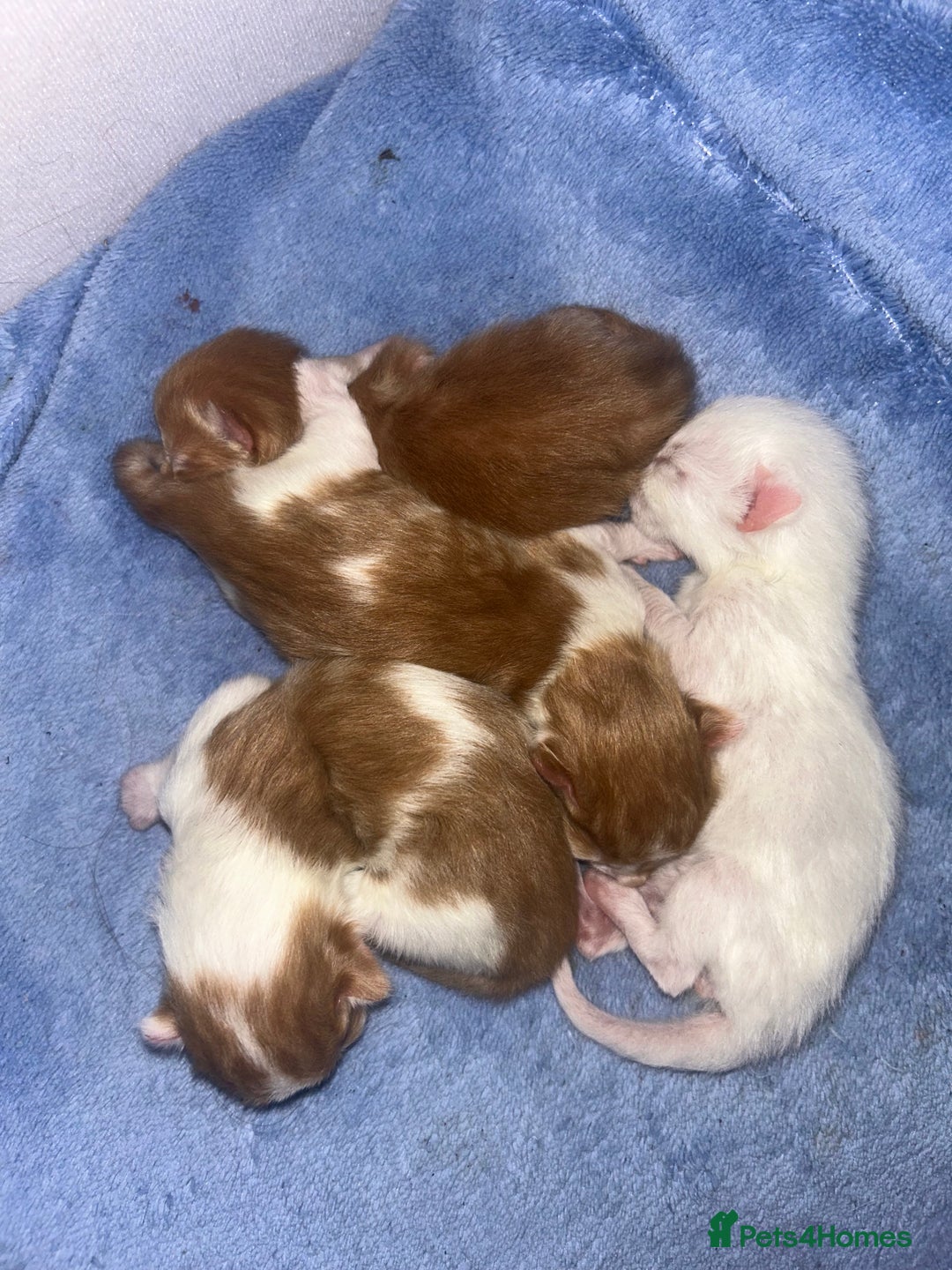 British Shorthair cats for sale: Kittens  - Image 1