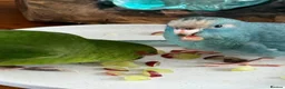 Parrots birds for sale: Four kakarikis in Usk - Advert 7