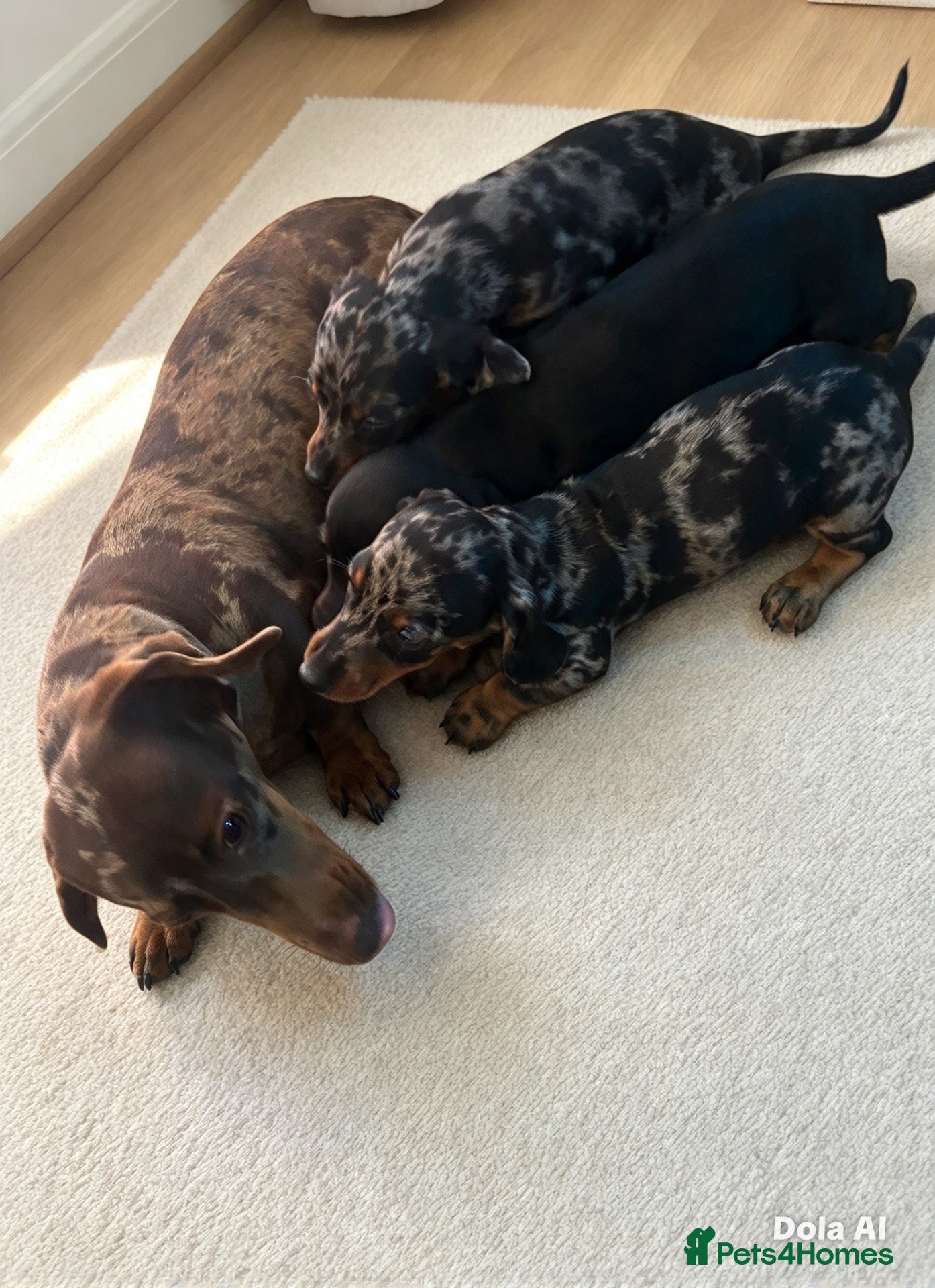 Dachshund dogs Beautiful dachshund puppies ready to go  - Advert 1