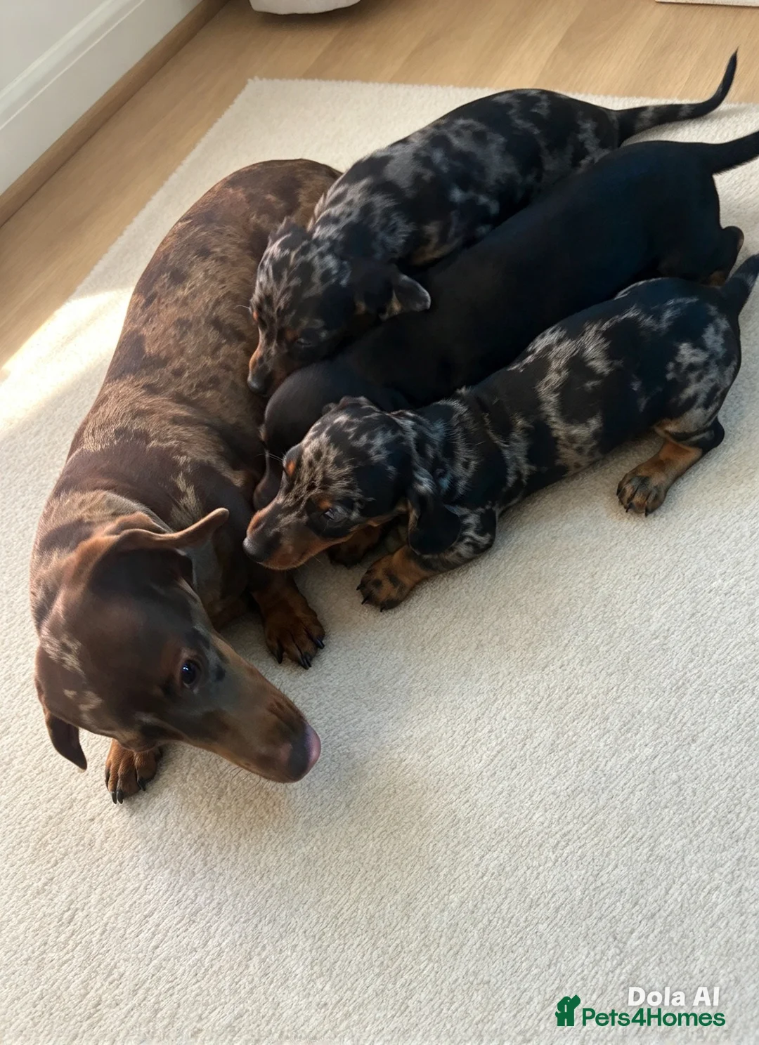 Dachshund dogs for sale: Beautiful dachshund puppies ready to go  - Advert 2