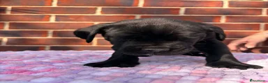 Cane Corso 3
