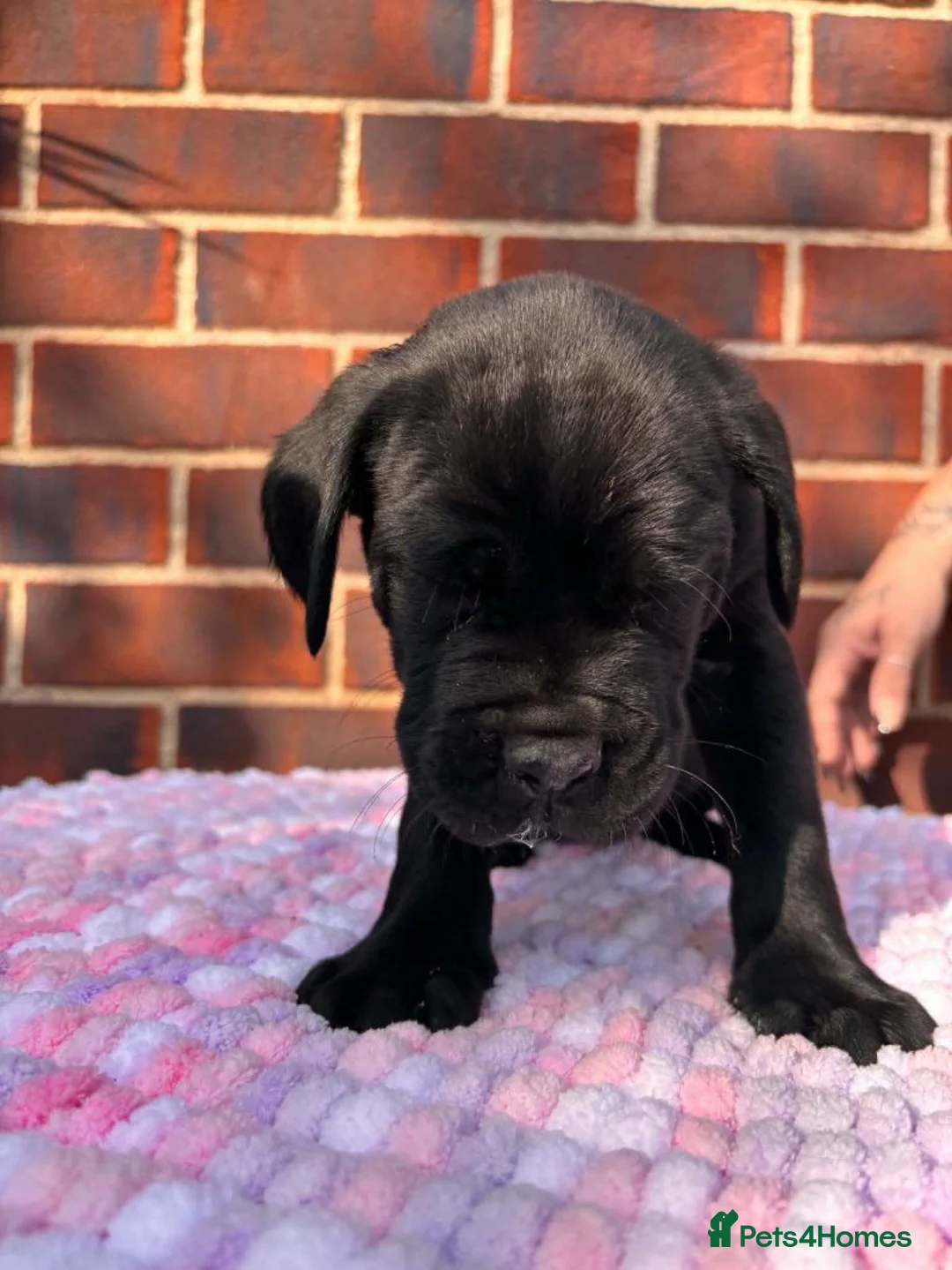 Cane Corso dogs for sale: Beautiful Cane Corso Puppies – 1 Boy, 2 Girls. in Stafford - Advert 1