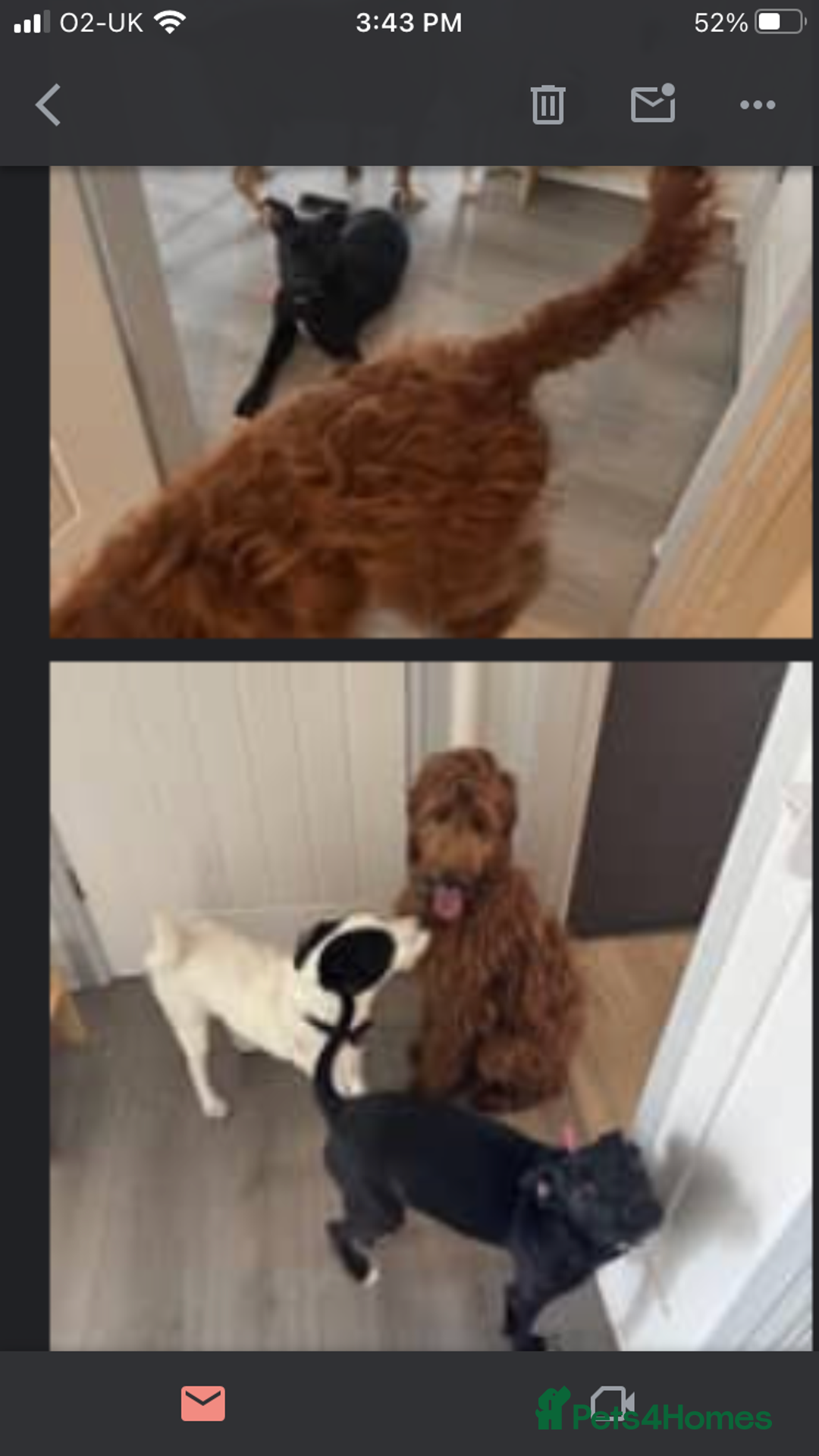 Mixed Breed dogs for sale: Female 7 month old Lurcher for SALE - Image 1