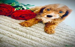 Cavapoo dogs for sale: 🐶 Beautiful F1B Cavapoo Puppies for Sale 🐶 - Image 18