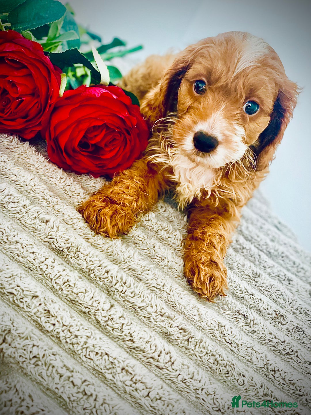 Cavapoo dogs for sale: 🐶 Beautiful F1B Cavapoo Puppies for Sale 🐶 - Image 18