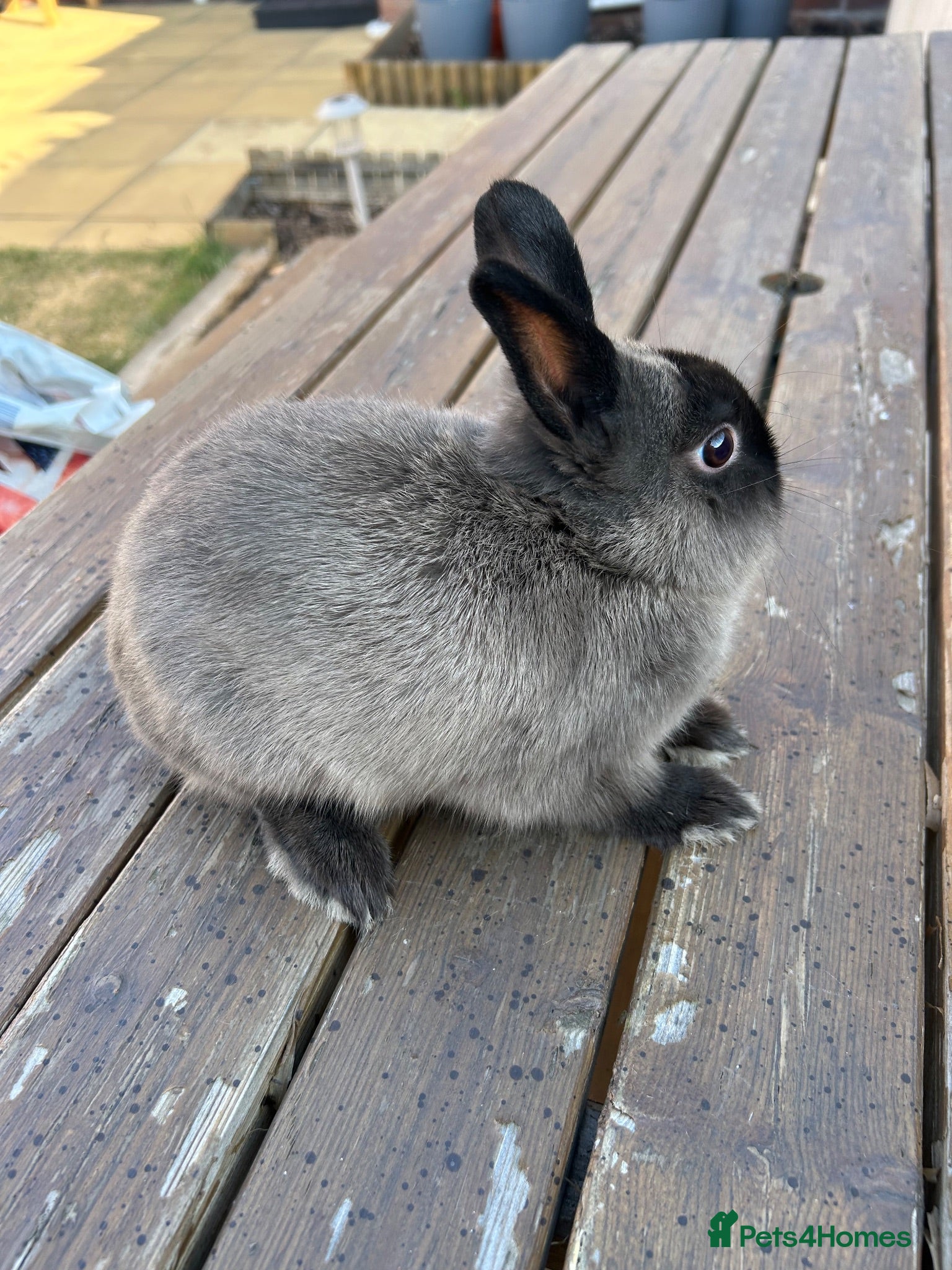 Netherland Dwarf rabbits Purebred netherland dwarf buck - Advert 2