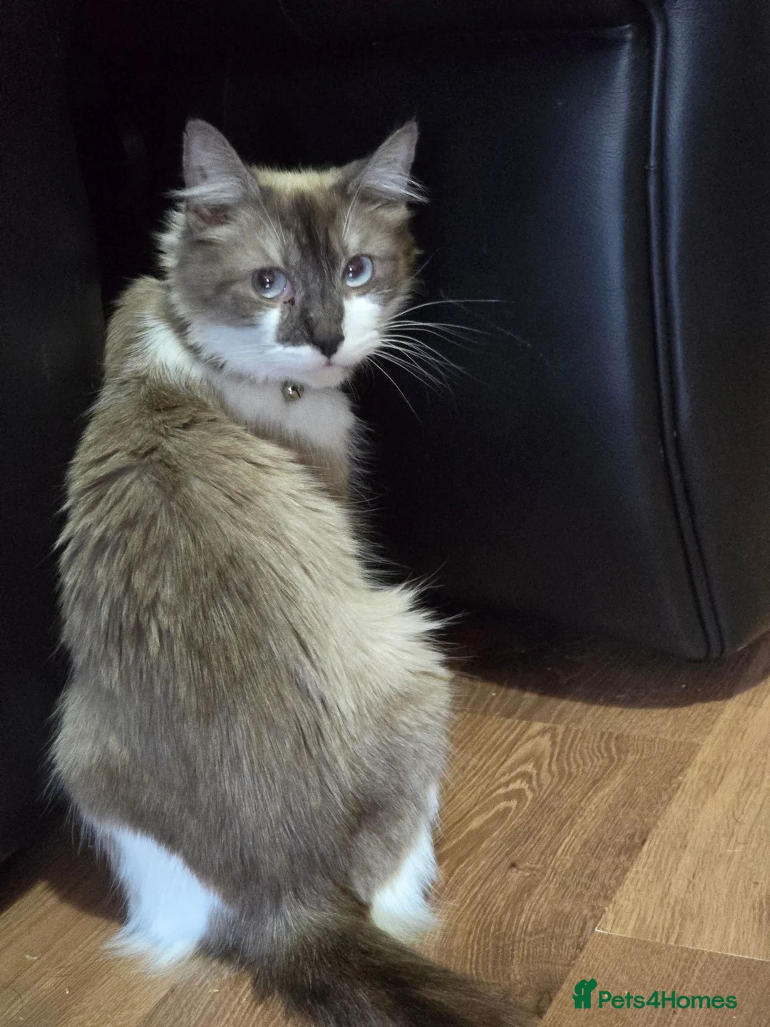 Mixed Breed cats for sale: Ragdoll X kittens  in Ringwood - Advert 16
