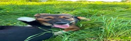 Mixed Breed dogs for adoption: Meet Rizzo, currently residing in Cheshire  in Nantwich - Advert 2