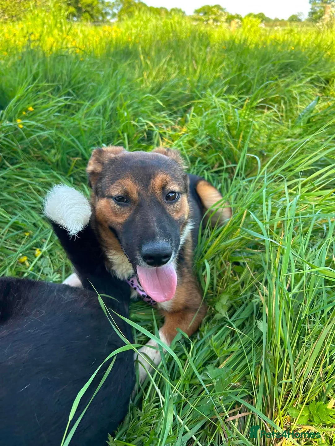 Mixed Breed dogs for adoption: Meet Rizzo, currently residing in Cheshire  in Nantwich - Advert 2