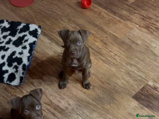 American Bull Staffy dogs Staffy Bull Puppies - Advert 1