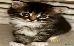Mixed Breed cats for sale: Adorable kittens  - Image 13
