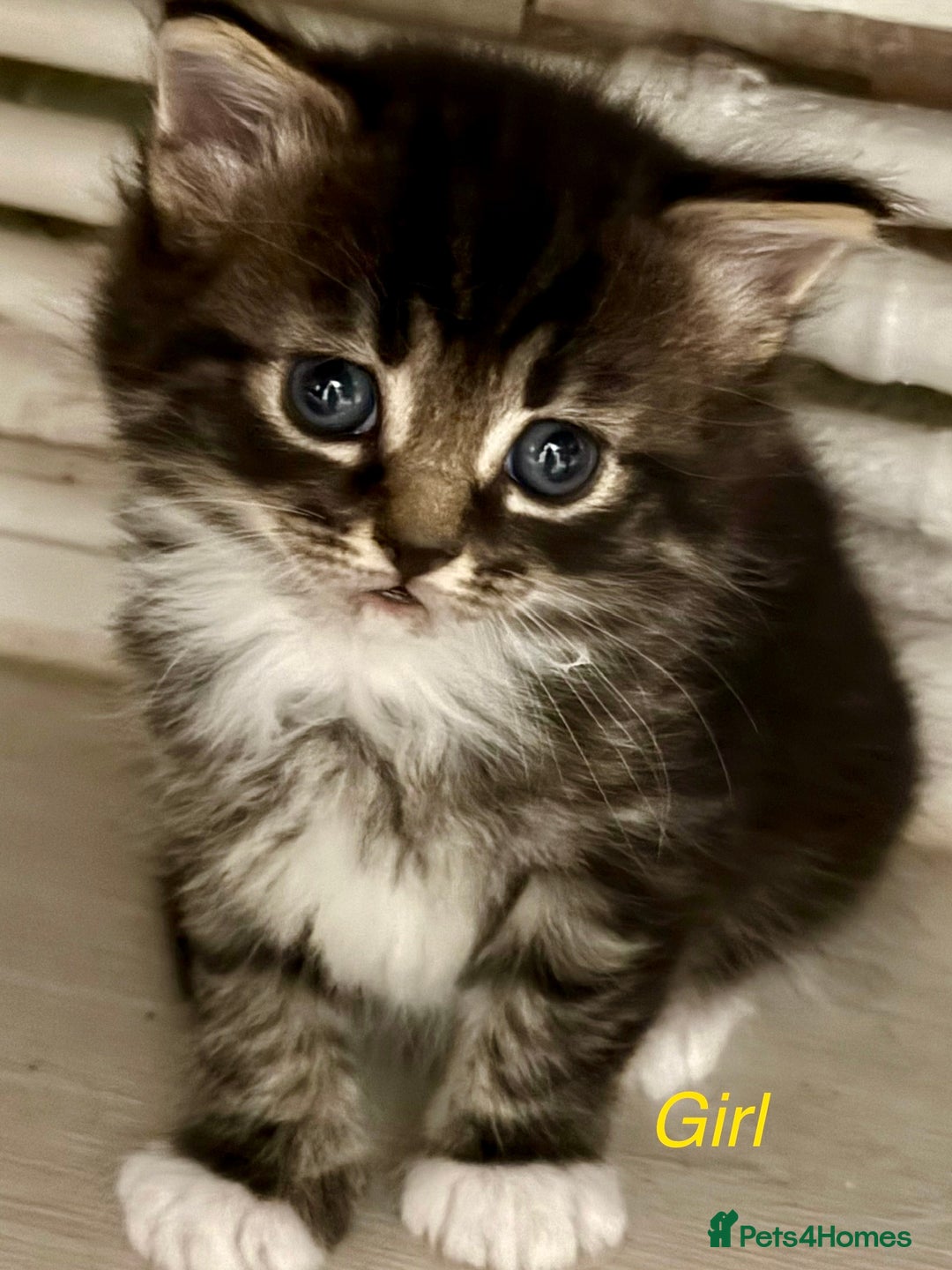 Mixed Breed cats for sale: Adorable kittens  - Image 13