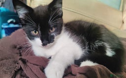 British Longhair cats for sale: Playful Tuxedo Kitten - Image 4