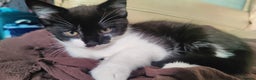 British Longhair cats for sale: Playful Tuxedo Kitten - Advert 4