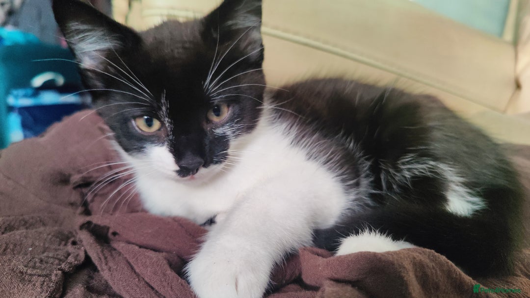British Longhair cats for sale: Playful Tuxedo Kitten - Image 4