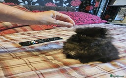 Pomeranian dogs for sale: TINY miracle KC Pomeranian 907grams at 16 weeks - Image 2
