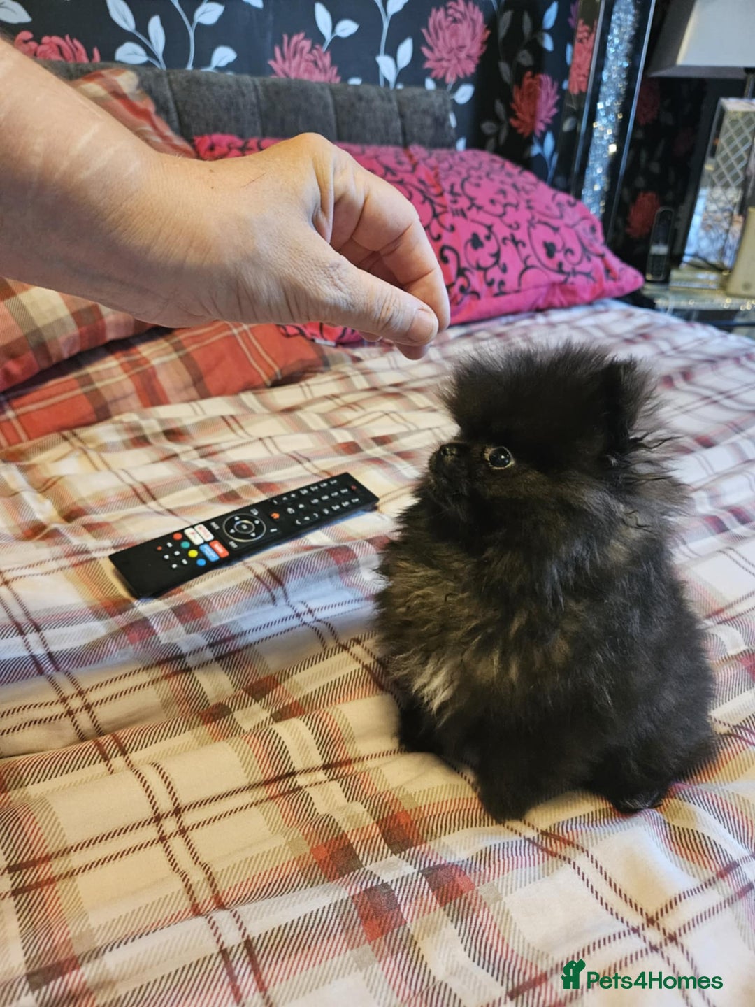 Pomeranian dogs for sale: TINY miracle KC Pomeranian 907grams at 16 weeks - Image 2