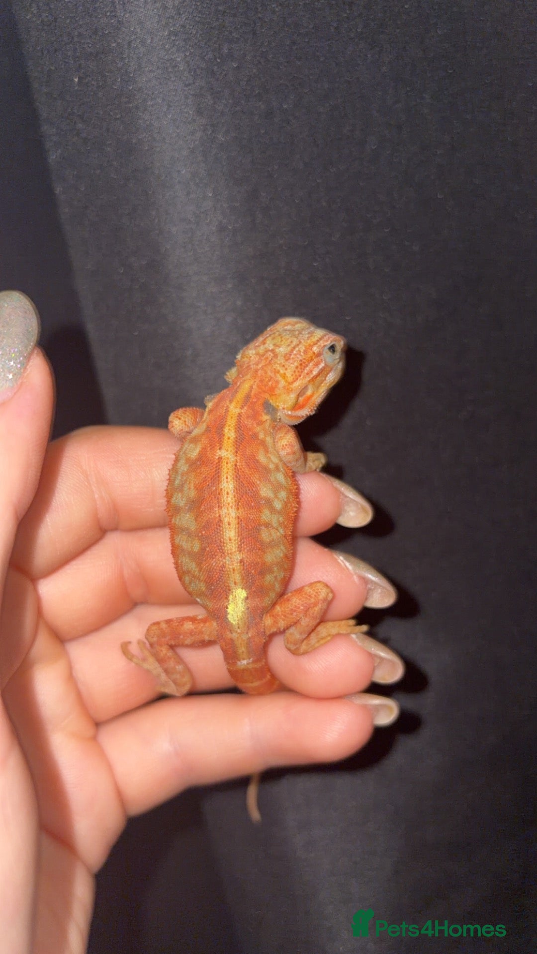 Bearded Dragon reptiles ❤️🧡Red + Orange Hypo Translucent with blue bars. - Advert 2