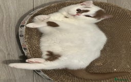 British Shorthair cats for sale: Cinnamon and white British Shorthair TICA - Advert 16