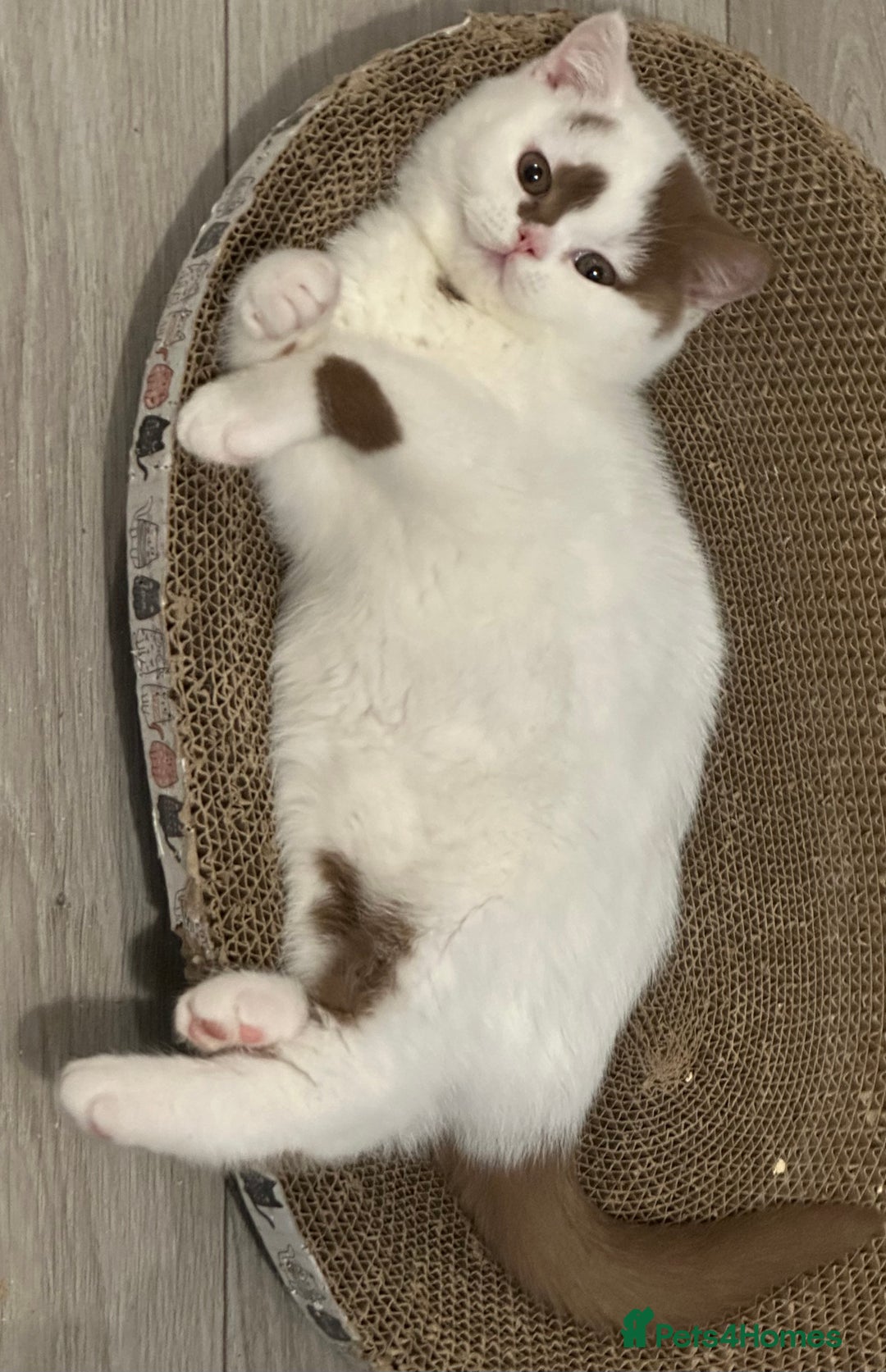 British Shorthair cats for sale: Cinnamon and white British Shorthair TICA - Advert 16