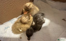 Ducks poultry for sale: 3 runner ducklings ducks Indian runner  - Image 2