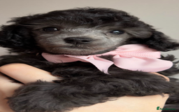 Toy Poodle dogs for sale: 2x silver 1x cream female pure bred toy poodles - Image 3